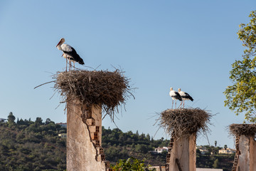 Storchen in der Algarve