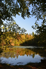 Obraz premium Weiher im Wald