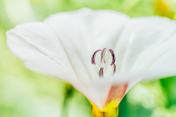 White Flower Pollen Macro Closeup In Summer