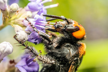 Japanese Giant Hornet (Vespa Mandarinia Japonica) Gathering Flower Pollen
