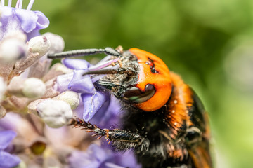 Japanese Giant Hornet (Vespa Mandarinia Japonica) Gathering Flower Pollen