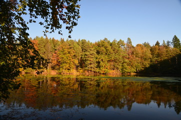Herbstwald, Spiegelung im Weiher