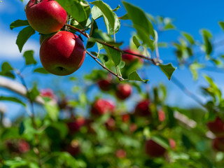 red apples on a tree