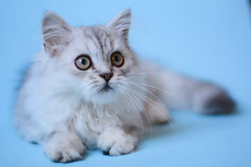 kitten cat scottish straight, lop-eared fluffy, animal