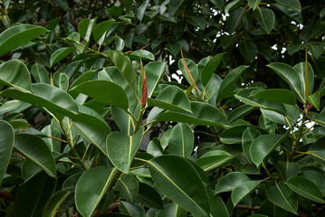 Ficus elastica 