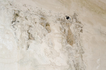 Mold grows well on paper products, plaster, ceiling tiles, products.