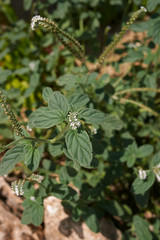 Obraz premium Heliotropium europaeum 