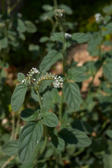 Heliotropium europaeum 