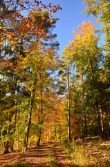 Herbststimmung im Wald