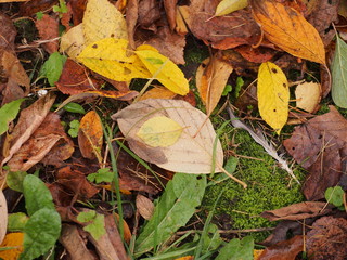On the ground are fallen autumn leaves. On leaves breath rain.
