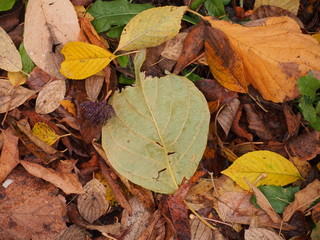 On the ground are fallen autumn leaves. On leaves breath rain.