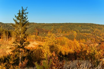 Evening view of the autumn forest. Landscape in the Czech Republic. Colorful mixed forest. Autumn Evening. Life on the farm.