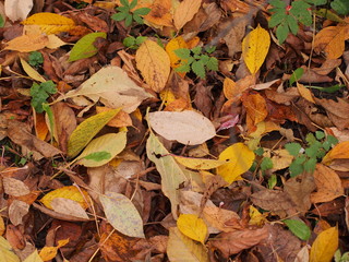 On the ground are fallen autumn leaves. On leaves breath rain.