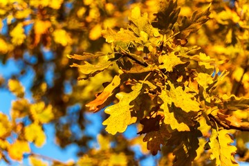 Fototapeta na wymiar Autumn landscape. Autumn oak leafes, blurred background. Ecological background - oak leaves and bright sun