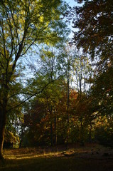 im Herbstwald