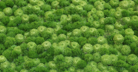 flower picture of chrysanthemums and moss
