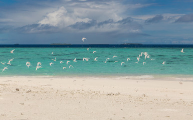 Weiße Vögel am Strand Atoll Insel Malediven