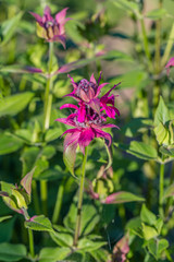  Monarda didyma (Scarlet beebalm) 