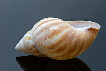 Muschel auf sich spiegelnder Oberfläche