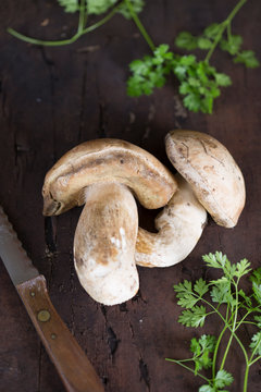 Boletus mushroom