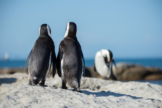 African penguins in Boulders Beach (Cape Town-South Africa)