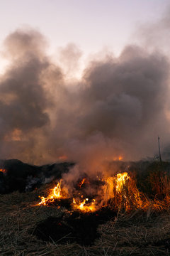 Burning rice field at dusk in bali indonesia