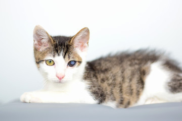 Obraz premium Cat flu sick eye cat