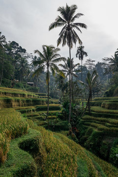 Beautiful views of rice field terrace in Ubud Indonesia countryside farming land