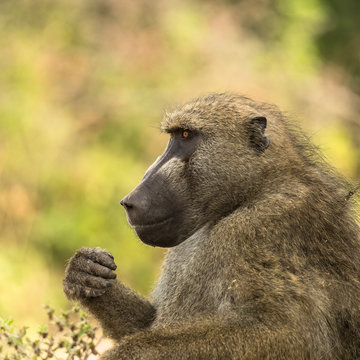 Adult chacma baboon profile