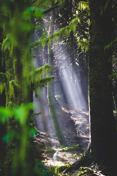 Sun shining through fog into a beautiful forest on the west coast of the USA