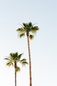 Bright palm trees against a blue sky