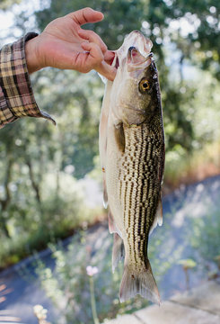 Man holding two, large Striped Bass fish