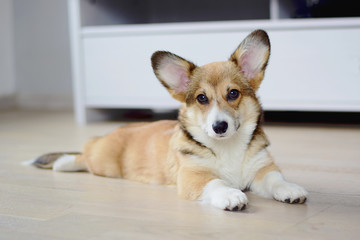 4 month old welsh corgi puppy © Justyna