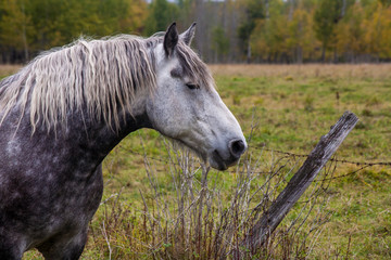 portrait of a horse