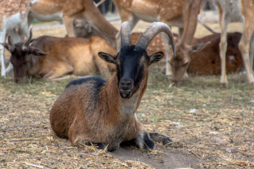 Portrait of a goat in the background of a group of deer.