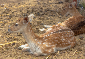Obraz premium Portrait of a roe lying in the dry grass.village of Hadjidimovo, Bulgaria