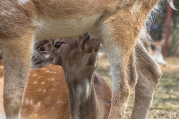 Portrait of a roe deer between deer legs. village of Hadjidimovo, Bulgaria