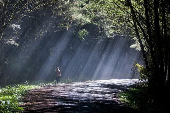 A young woman walking on a road through a forest filled with fog and sunlight