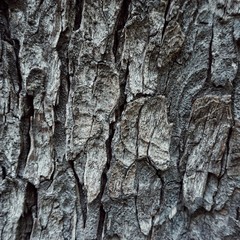 wood texture