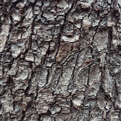 wood texture