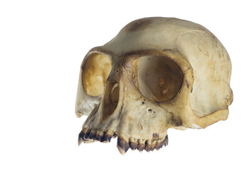 Monkey skull angle view on white background