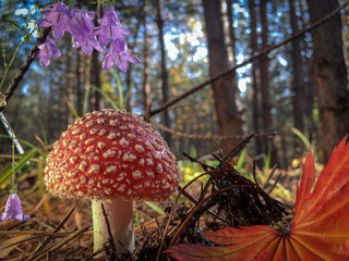 Amanita muscaria fly agaric red mushrooms with white spots in grass