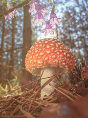 Amanita muscaria fly agaric red mushrooms with white spots in grass
