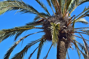 The top of a green palm tree against a blue sky.
