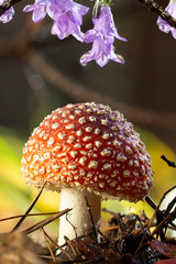 Amanita muscaria fly agaric red mushrooms with white spots in grass