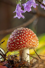 Amanita muscaria fly agaric red mushrooms with white spots in grass