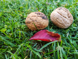 zwei Walnüsse mit einem Blatt im Gras