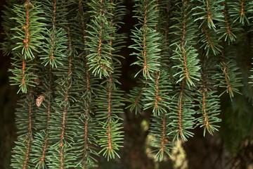 branch of a coniferous tree