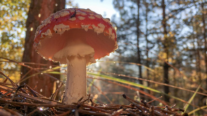 Amanita muscaria fly agaric red mushrooms with white spots in grass