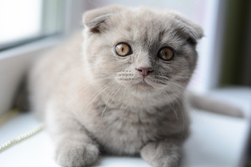 kitten cat scottish straight, lop-eared fluffy, animal